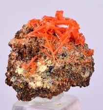 2cms GEM RED CROCOITE CRYSTALS CLUSTER MATRIX ADELAIDE MINE AUSTRALIA ZB46 picture