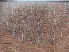 Photo 6x4 The Grove Crouch End Unintentional Art Hornsey Wall on the west c2017 picture