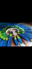 Authentic AMAZONIAN BRAZILIAN Indigenous KAYAPO Feather Headdres picture