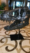 Dinosaur Fossil Tyrannosaurus Rex Skull Resin Cast Approx. 13 Inches Detailed picture