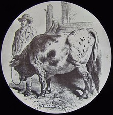 Glass Magic Lantern Slide A BULL TAMED BY LIGHTNING C1890 DRAWING FARMING picture