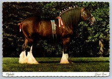 St. Louis MO Missouri Clydesdale Horse at Grant's Farm c.1971-74 Postcard picture