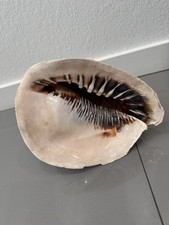HUGE Queen Emperor Helmet Seashell Natural Conch Approx 11x7.5” picture