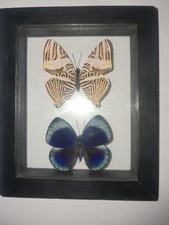 Butterflies: Colobura Dirce; Asterope Leprieuri, 1 frame picture