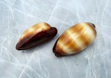 Mole Cowrie Seashells Brown Tan Cypraea Talpa (2 shells approx. 2+ inches) picture