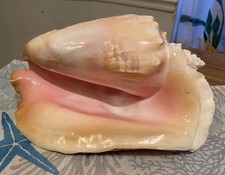 Huge-Queen Conch Sea Shell Natural Pink Cream Nautical Decor -END OF SUMMER SALE picture