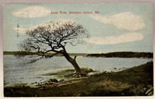 Lone Tree, Sawyers Island, Maine ME Vintage Postcard picture