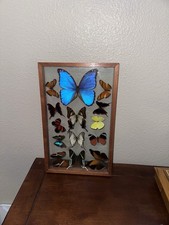 Vintage Framed Real Butterfly Collection Shadow Box Display Blue Morpho 14 picture