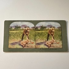 Skinning A Prong Horn Buck Western Custom Antique Stereoview Card 5H6-2 picture