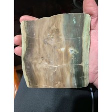 Zimbabwe Petrified Wood Polished Slab Specimen (72 Grams) picture