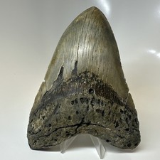 Megalodon Shark Tooth 5.79 Inch - Amazing - Authentic Fossil - Colorful 20383 picture
