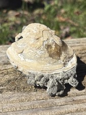 Natural Calcite Clam Fossil- Beautiful 3.2” Yellow Calcite Fossilized Clam Shell picture