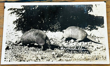 Vintage RPPC Armadillos Del Rio Texas EKC R. L. Warren Studio Photo Card 1940s picture