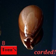 Cypraea adusta #8  47.5mm BIG CORDED BEAUTY from Zanzibar Island picture