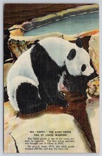 St. Louis Missouri MO Giant Panda Zoo Rarest Animals Captivity 1947 Postcard picture