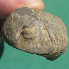 Trilobite, Vogesina lacunafera: Bolivia devonian rare trilobite fossil picture