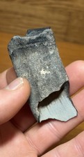 Giant Ground Sloth Tooth Paramylodon Extinct Florida Megafauna Fossil picture