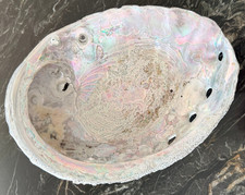 Large Irridescent ABALONE Shell Natural Specimen 8.75