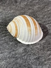 Tonna Cepa Shell 4.5