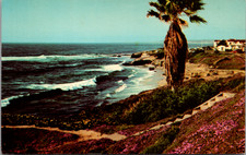 Vintage La Jolla, California Shoreline Palm Tree Curteichcolor Postcard picture