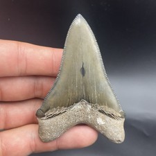 TOP QUALITY CHUBUTENTSIS SHARK TOOTH BEAUFORT “BLUE SITE” SC 3.25” No Repair picture