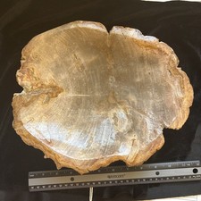 13lb Petrified Wood Dish 12”x10.5”x2.25” Carving Natural Trike Meditation Stone picture