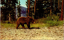 Brown Bear Yellowstone National Park Postcard picture