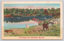 Vintage Bethel, Maine Postcard 1950 - Lake, Cows, Autumn Foliage picture