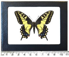 Papilio zelicaon anise swallowtail yellow black butterfly California framed picture