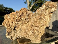 IMPRESSIVE* 41# Rudist Colony/Fossil Reef Rock~Crystalized  Fossils~Rare Display picture