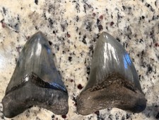 Megalodon Shark X2 No Restoration Beautiful Original Colors Museum Quality 🔥🔥 picture