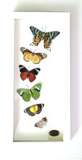 Beauty, Artist Framed Real Butterfly/Moth Specimen Display glass shadow box. picture