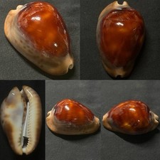 Cypraea Zoila venusta f. sorrentensis Sea Shell, 58.5mm picture