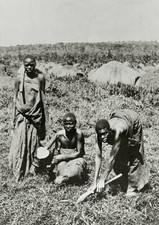 Usoga women working in the fields with hoeing sticks in 1920 OLD PHOTO picture