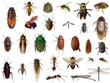 25+ Dead BUGS Preserved In Alcohol For Pinning picture