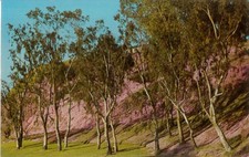 Vintage Postcard San Pedro California Leland Park Hillside Geo E. Watson picture