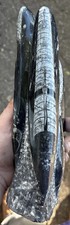 10 inch tall standing Orthoceras fossil picture