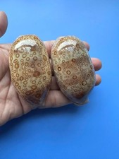 Set of 2 | 73mm & 75mm| Cypraea Argus| F+++ to F+++ GEM| Nice eyes picture