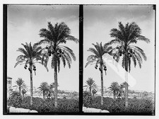 Photo:Trees and shrubs. Date palms. (Phoenix dactylifera L.) picture