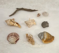 Mixed Lot Collection of Seashells 8 pc. Plus 5”driftwood, Vermetidae, Fighting C picture