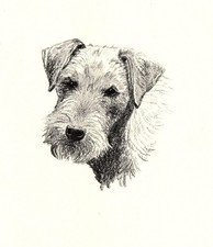 Antique Lakeland Terrier Print 1935 Wardle Lakeland Art Illustration cfw 7081j picture