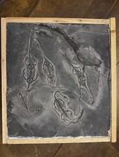 Super Rare Multi Plate Keichousaurus Fossil - 5 Keichousaurus Reptile Fossil picture