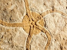 440 Million Year OLD STARFISH Fossil Ordovician Period Morocco 624gr picture