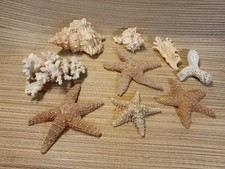 Starfish Fossils Lot 4-7 Inches With 2 Frog Shells 4-7 Inches Coral Tree Fossil  picture