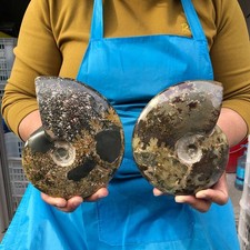 2pc 3.56LB Rare Natural Tentacle Ammonite Specimen Healing Madagascar picture