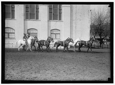 Photo:Society Circus Horses Riders 1910s Entertainment United States picture