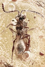 Rare Wasp ISMARIDAE Spider + Gnat & ENHYDRO Water BALTIC AMBER + HQ Pic 250114 picture