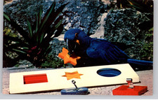 Blue Macaw Using Psychologist's Form Board Postcard 20th Century picture