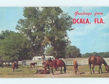 Pre-1980 HORSES ON THE FARM Ocala Florida FL s/06 AD5919 picture