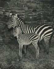 1957 Press Photo Chester, England Zoo's 3 Week Old Foal And Mama Zebra